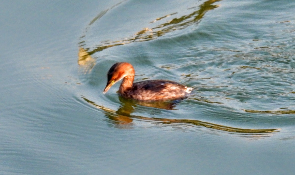 Little Grebe - ML651118028