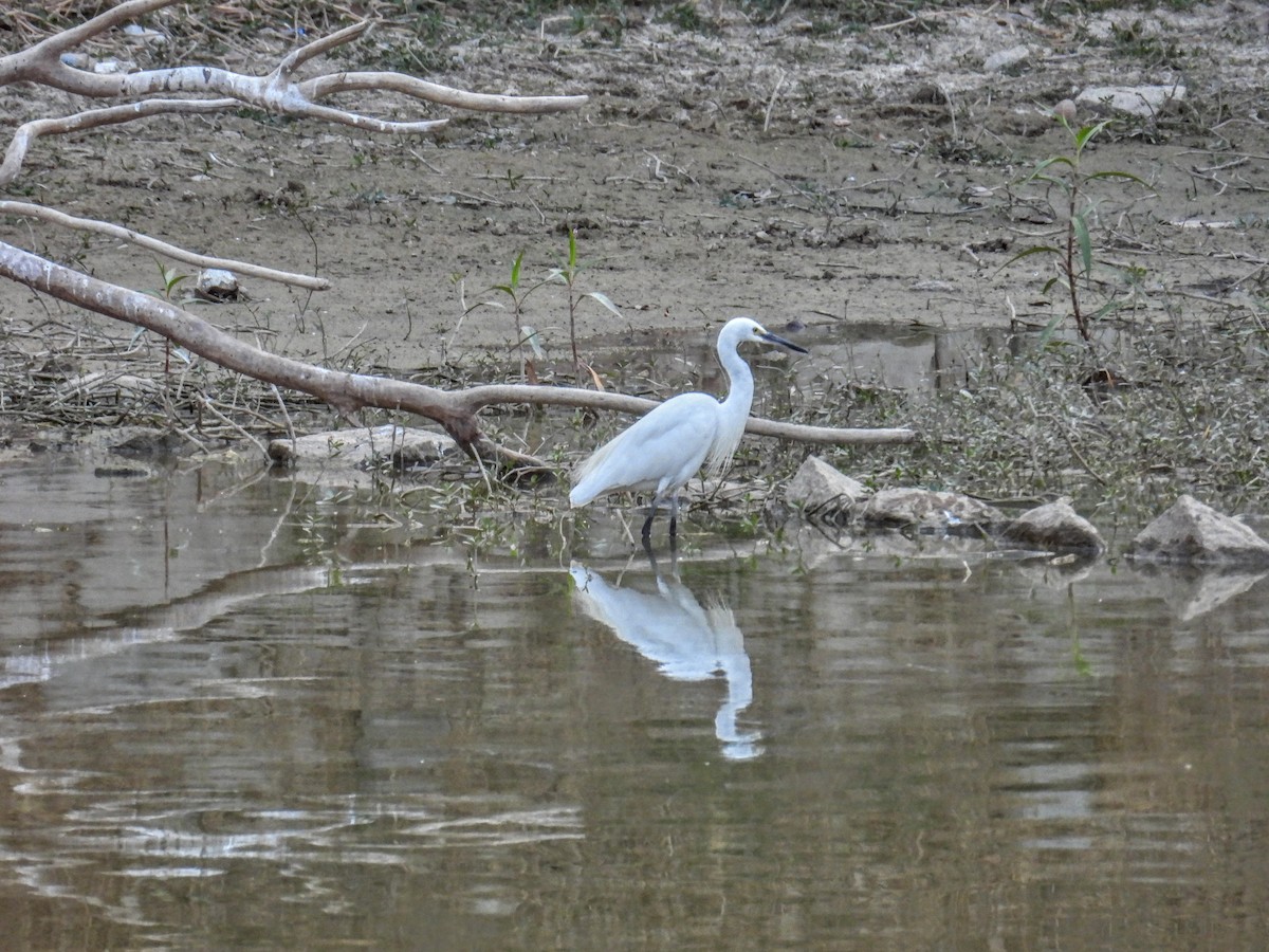 Little Egret - ML651118041