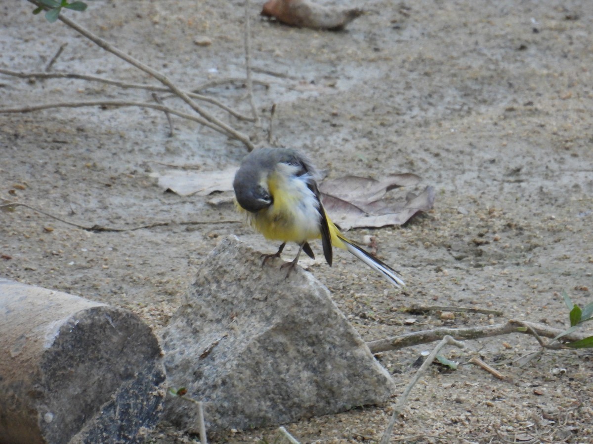 Gray Wagtail - ML651118053