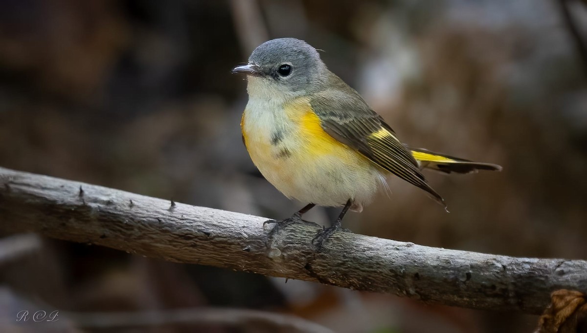 Горихвостковая древесница - ML651118086