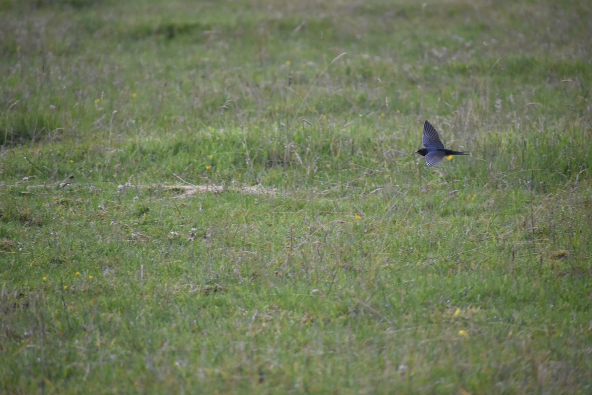 låvesvale - ML651118173