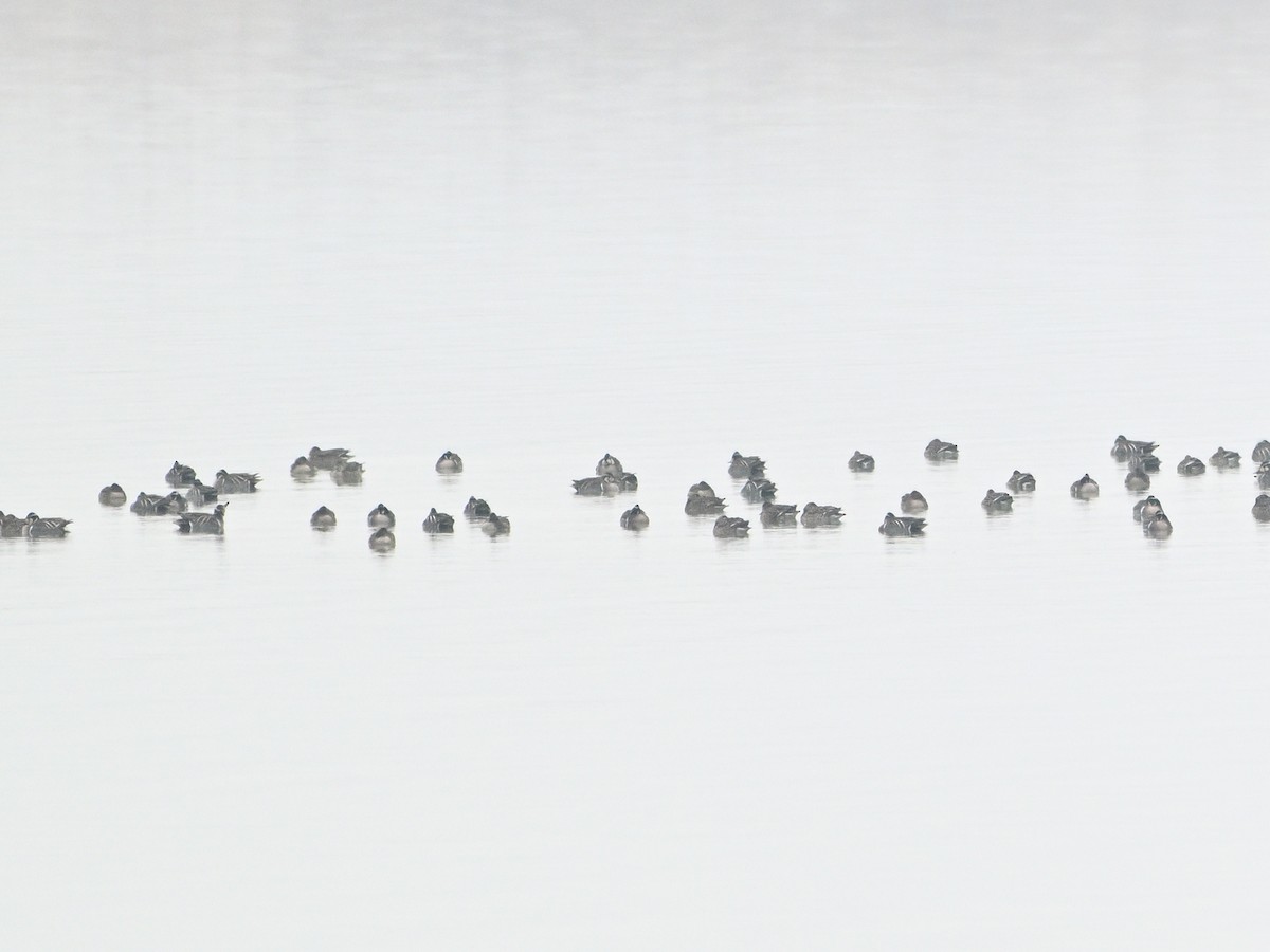 Baikal Teal - ML651118195