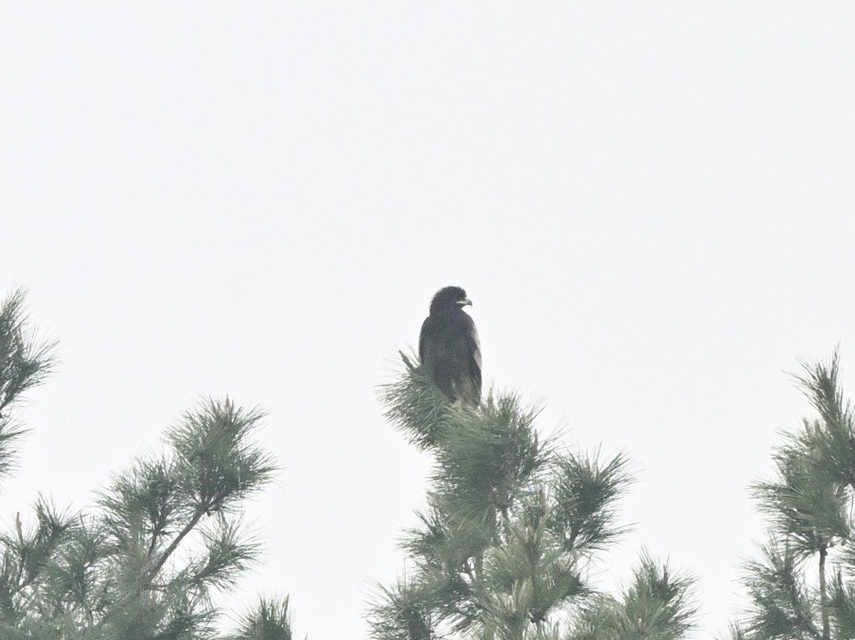 Greater Spotted Eagle - ML651118199
