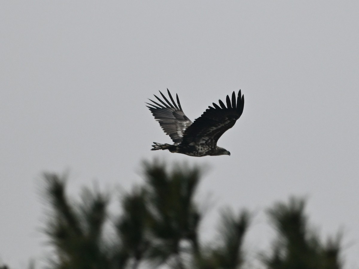 White-tailed Eagle - ML651118204