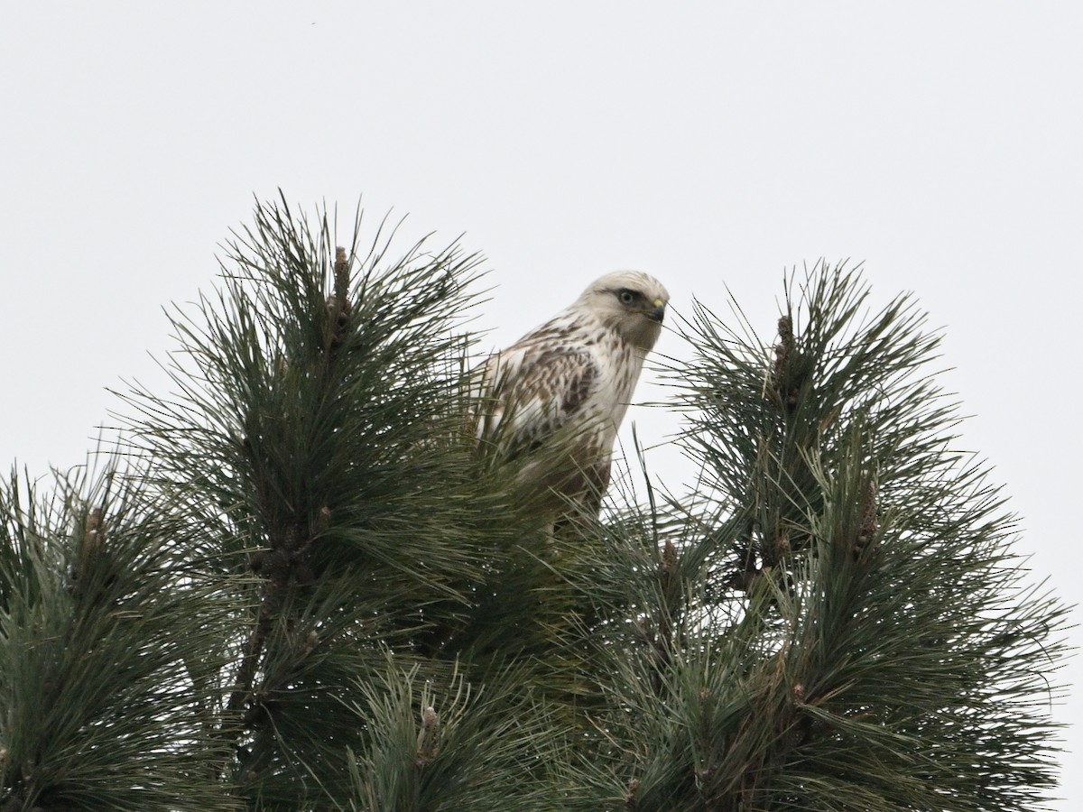 Rough-legged Hawk - ML651118205