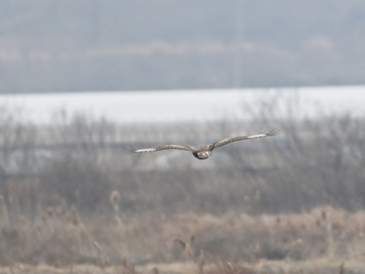 Upland Buzzard - ML651118209