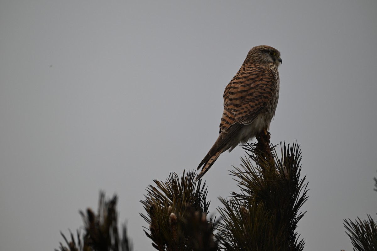 Eurasian Kestrel - ML651118213