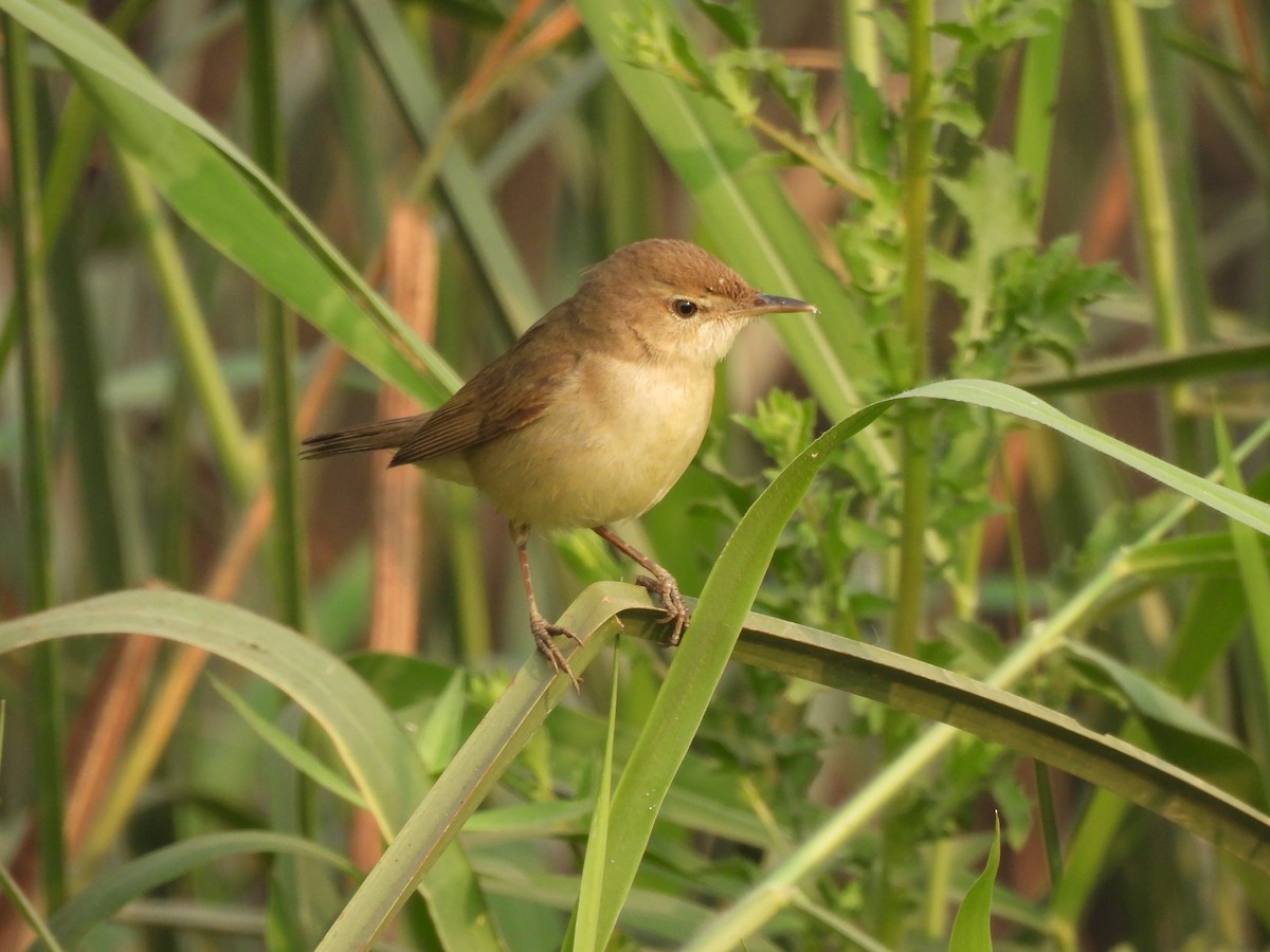 Blyth's Reed Warbler - ML651118480