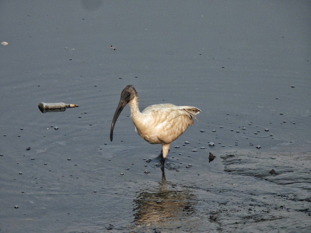 Black-headed Ibis - ML651118487