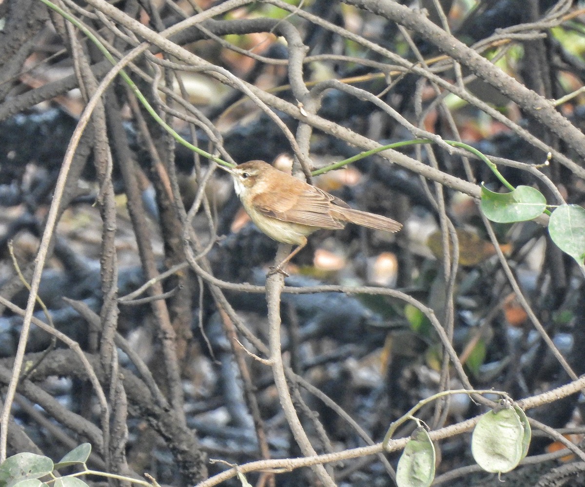 Paddyfield Warbler - ML651118533