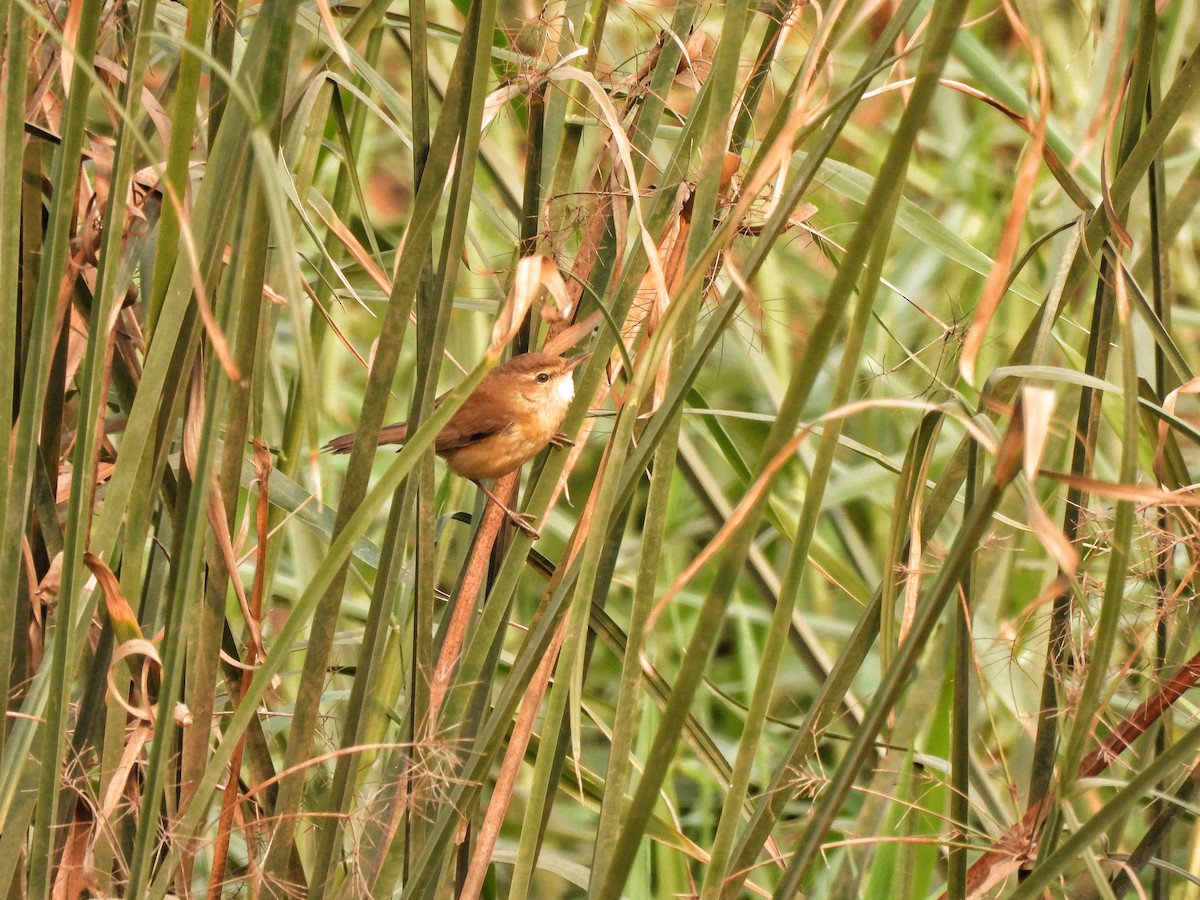 Paddyfield Warbler - ML651118534