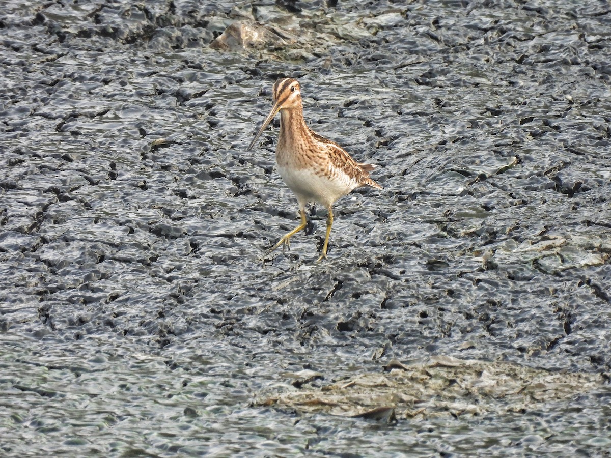 Common Snipe - ML651118548