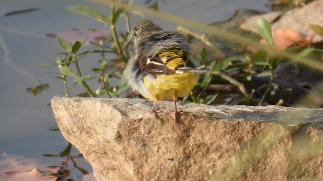 Gray Wagtail - ML651120423