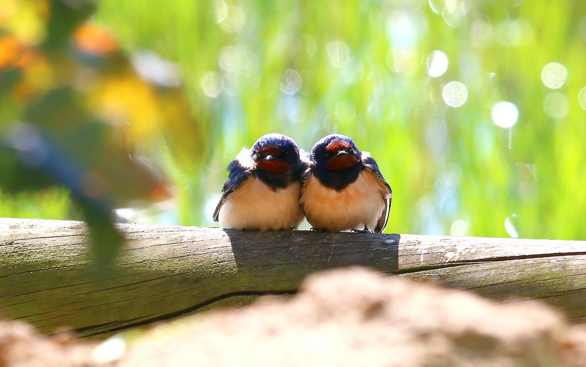 låvesvale - ML651120497