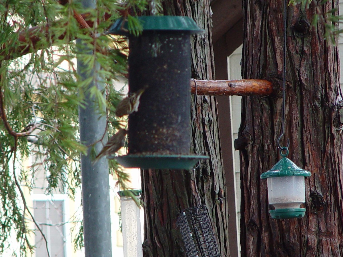 stripesisik - ML651121275