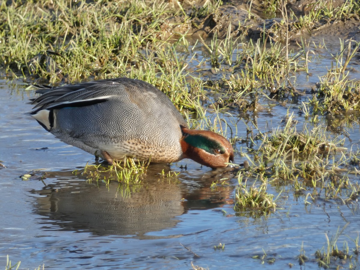 Чирок-свистунок (Евразийский) - ML651121756