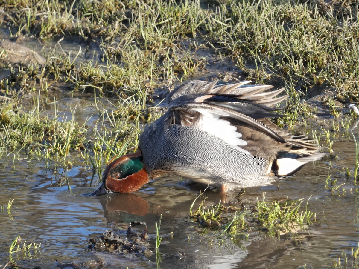 Чирок-свистунок (Евразийский) - ML651121757