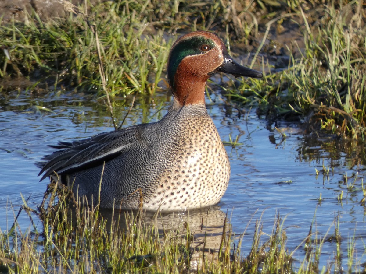 Чирок-свистунок (Евразийский) - ML651121758
