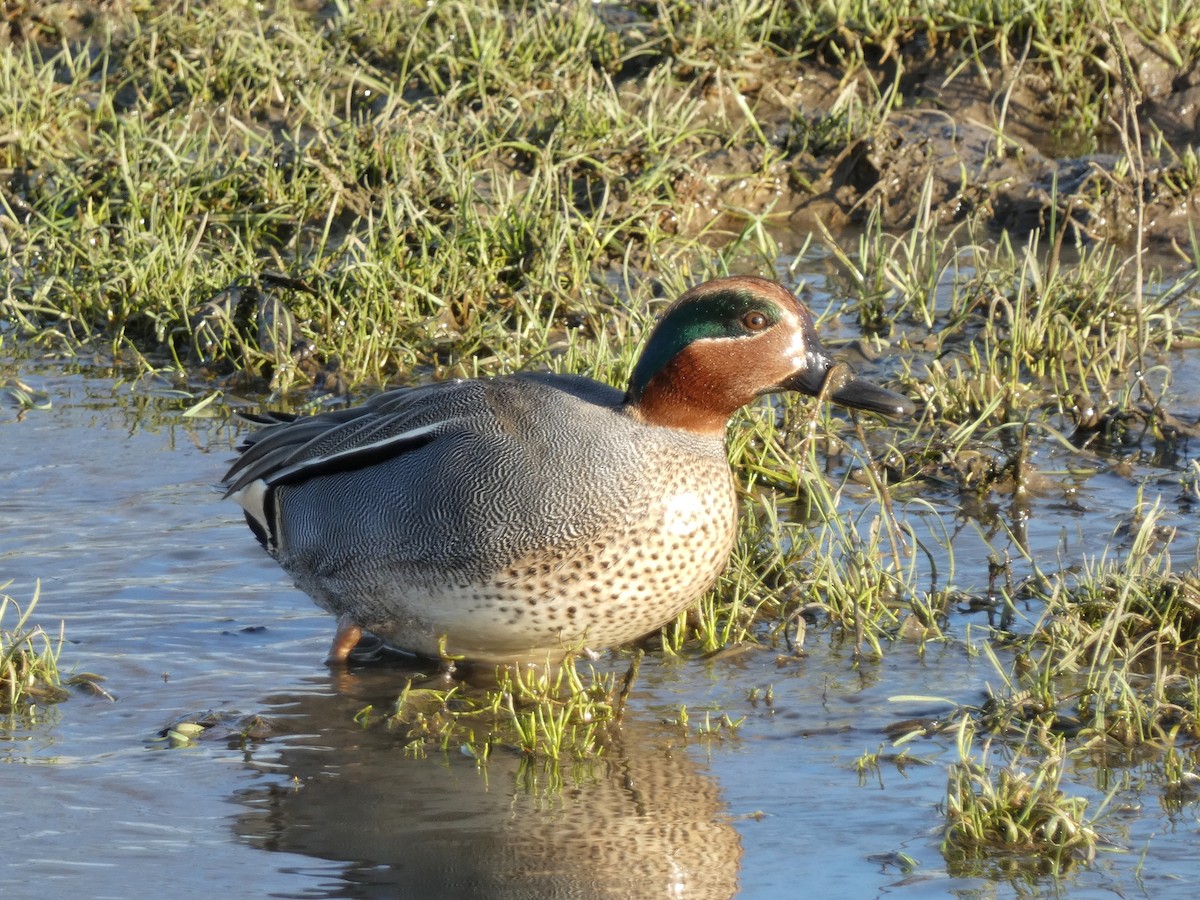 Чирок-свистунок (Евразийский) - ML651121759