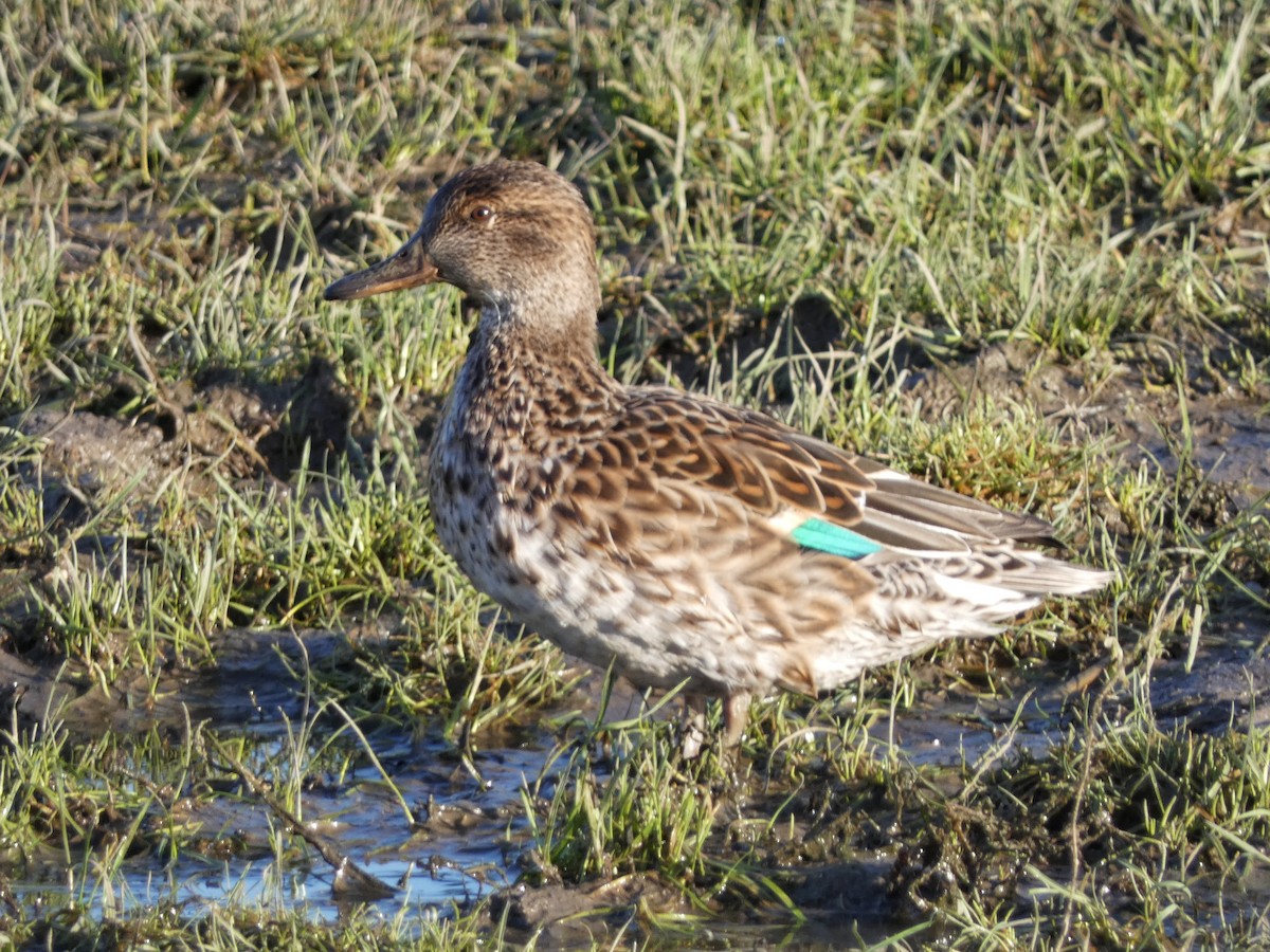 Чирок-свистунок (Евразийский) - ML651121760