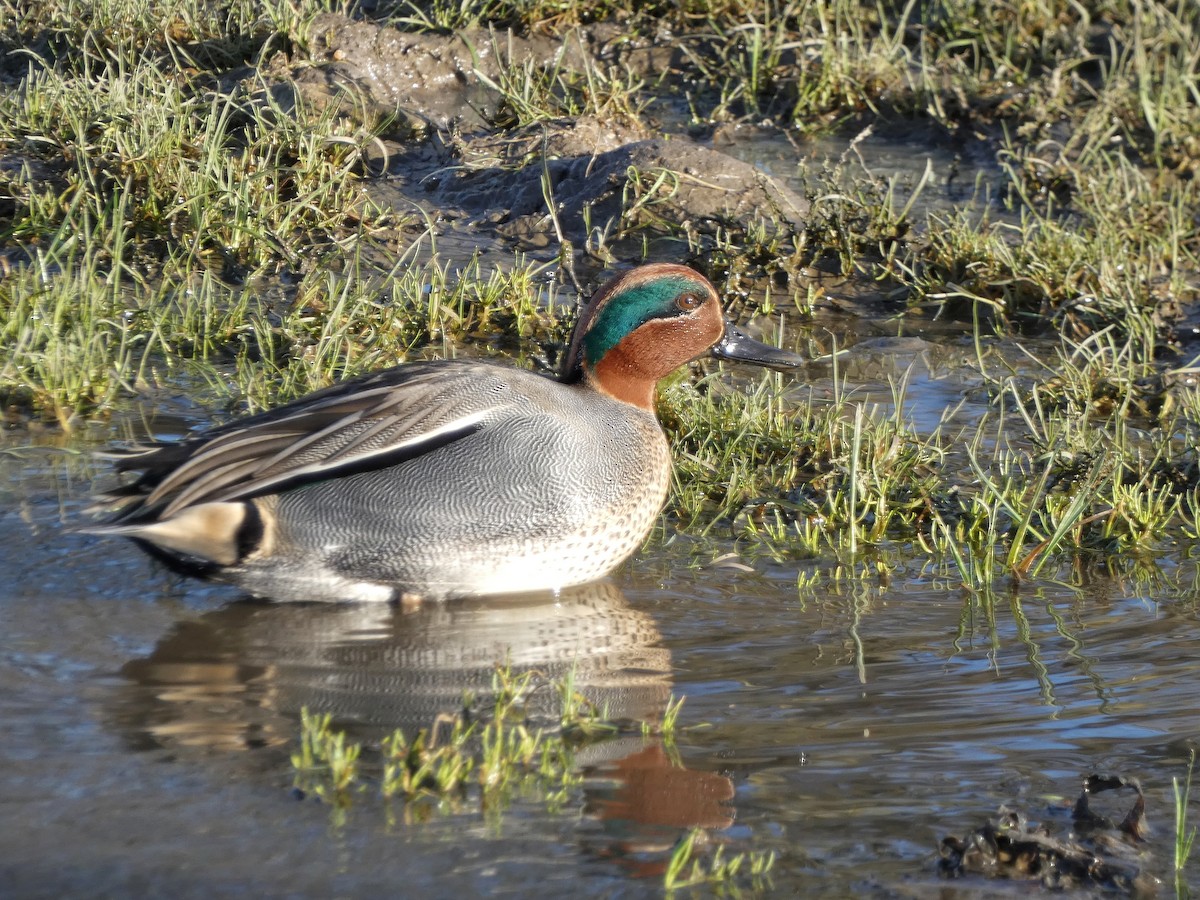 Чирок-свистунок (Евразийский) - ML651121761