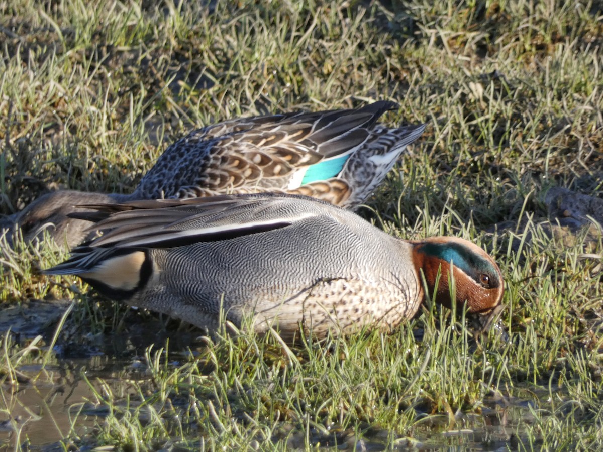 Чирок-свистунок (Евразийский) - ML651121763