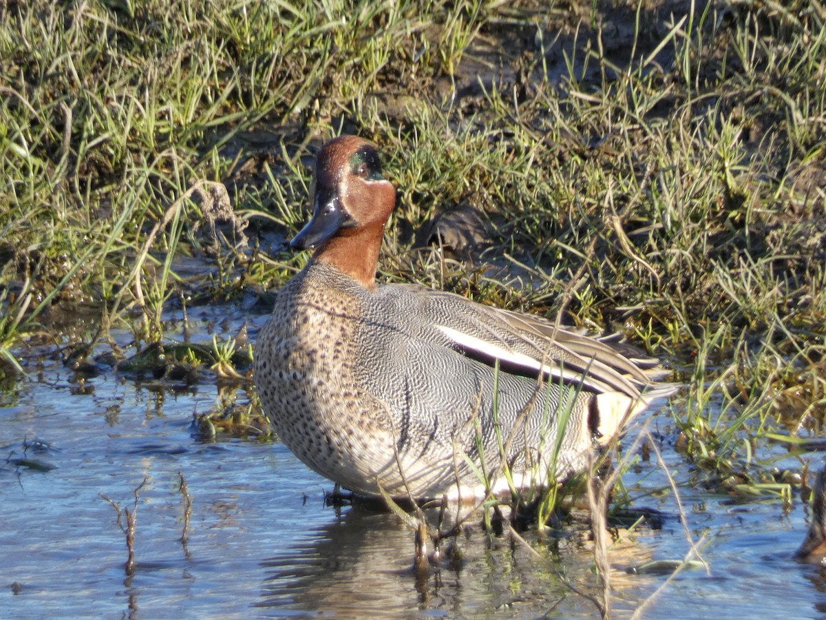 Чирок-свистунок (Евразийский) - ML651121764