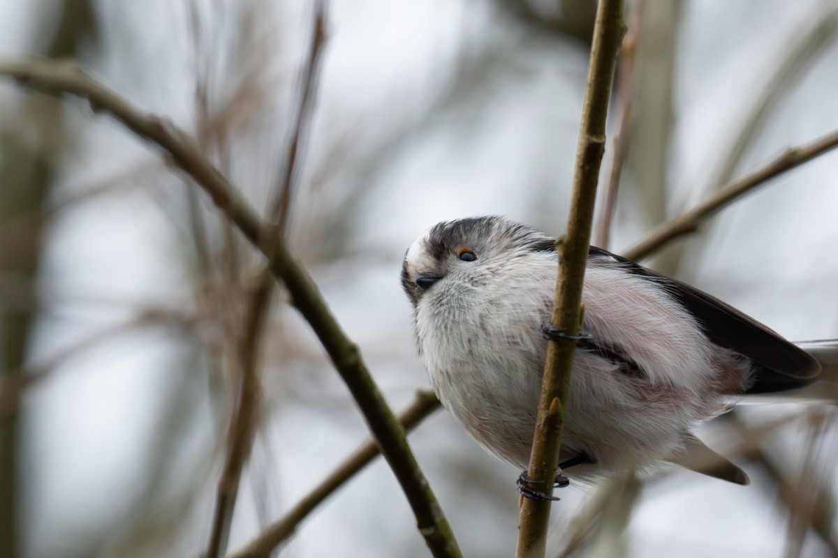 Ополовник - ML651121772