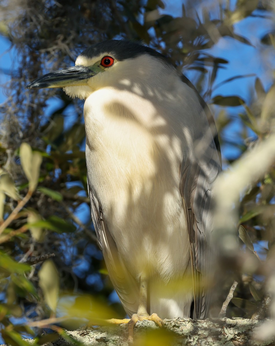 Кваква - ML651121774