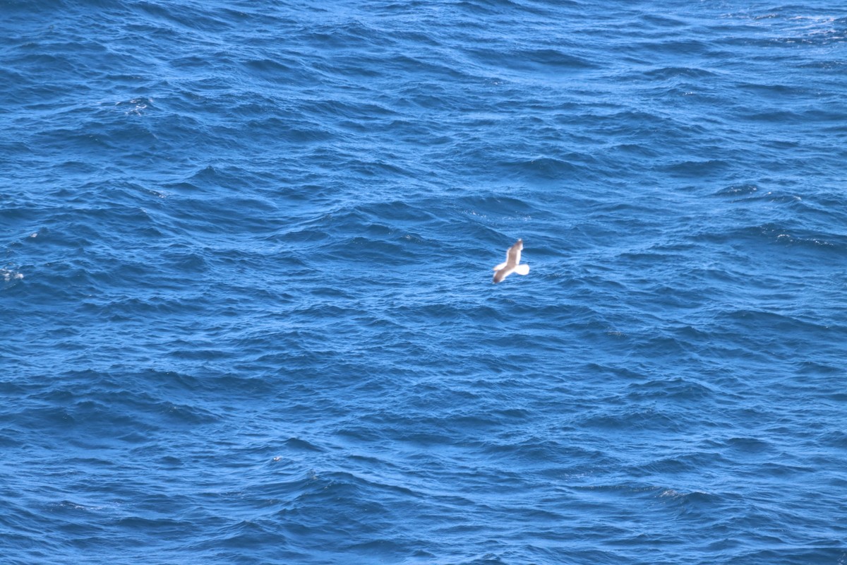 Доминиканская чайка - ML651121775