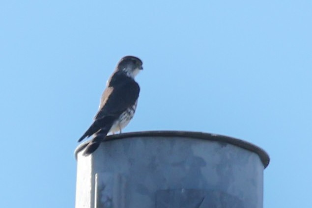 Сапсан - ML651121776