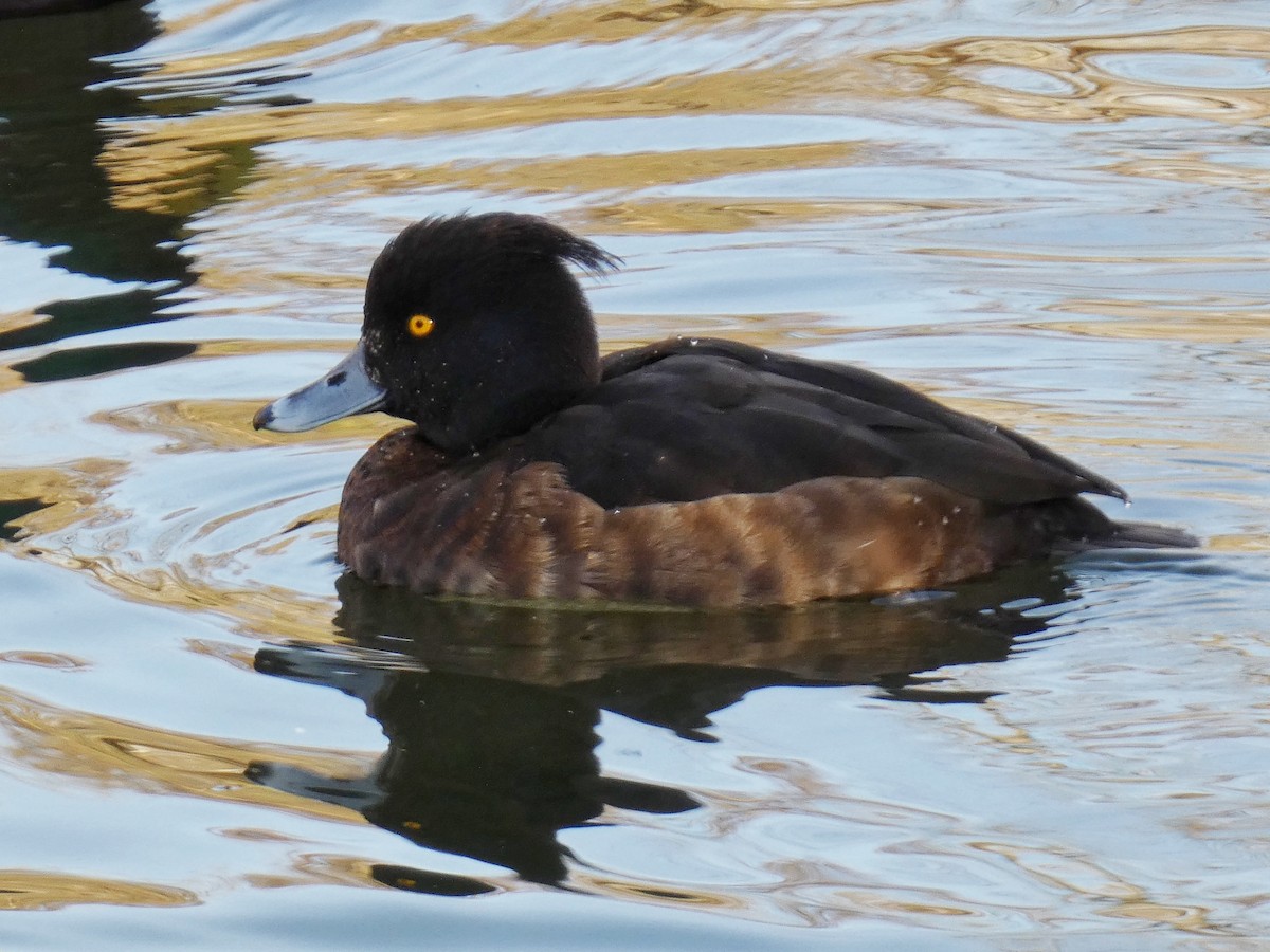 Хохлатая чернеть - ML651121777