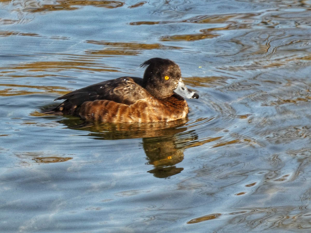 Хохлатая чернеть - ML651121778