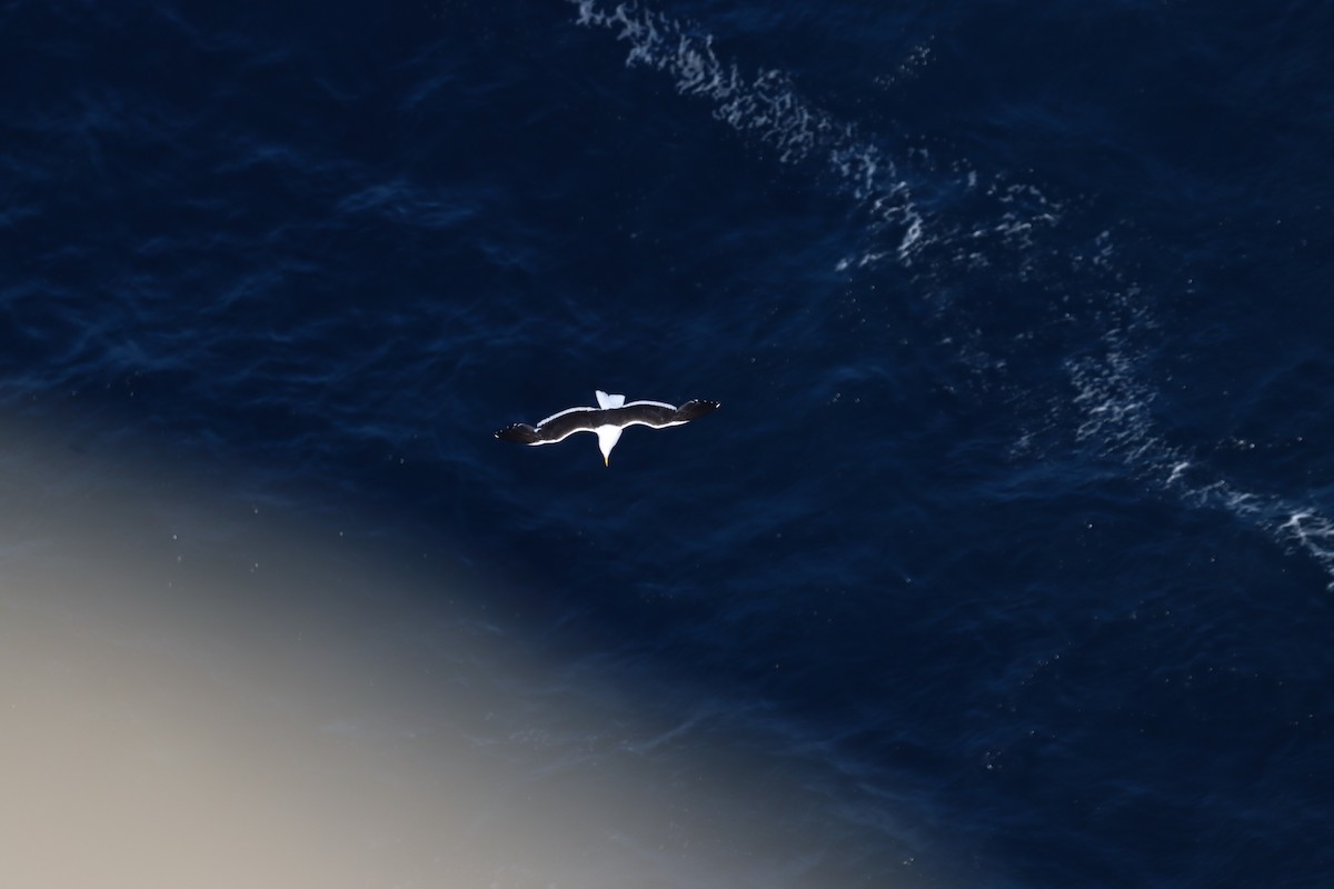 Доминиканская чайка - ML651121779