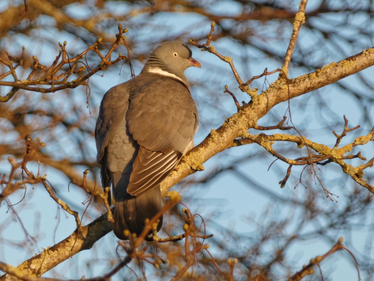 Вяхирь - ML651121780