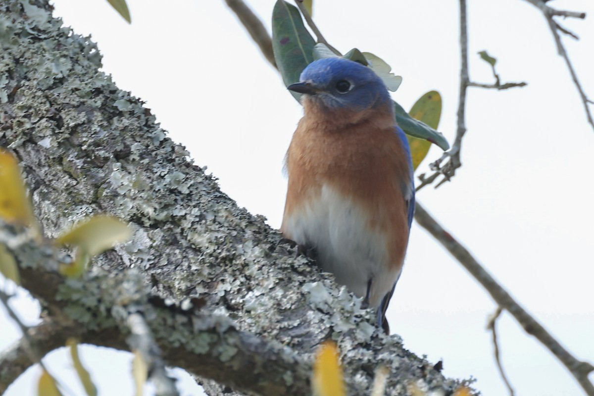 Восточная сиалия - ML651121781