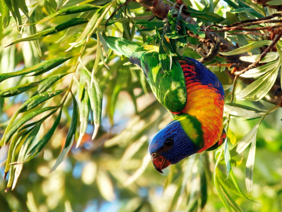 Радужный лорикет - ML651121782