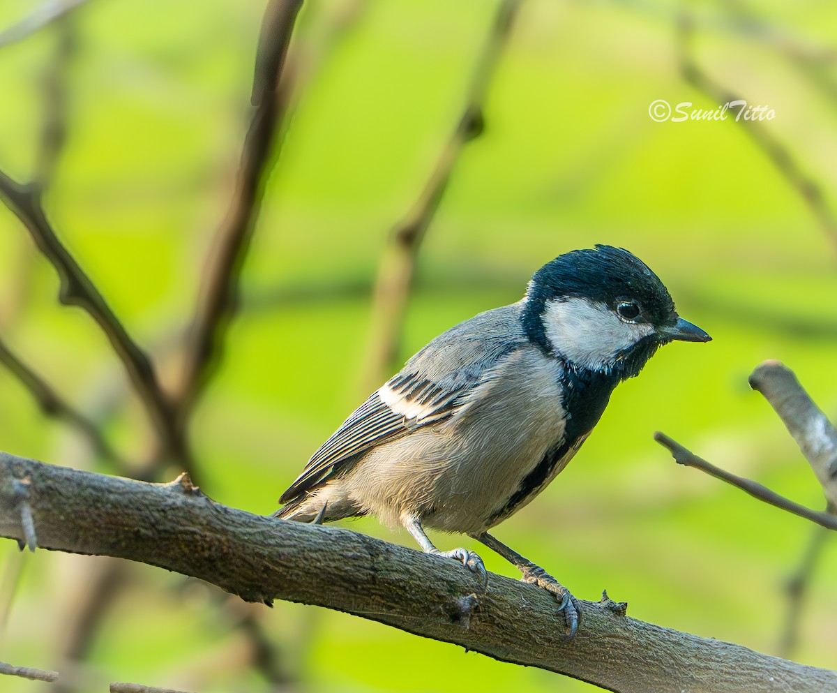 Серая синица - ML651121783