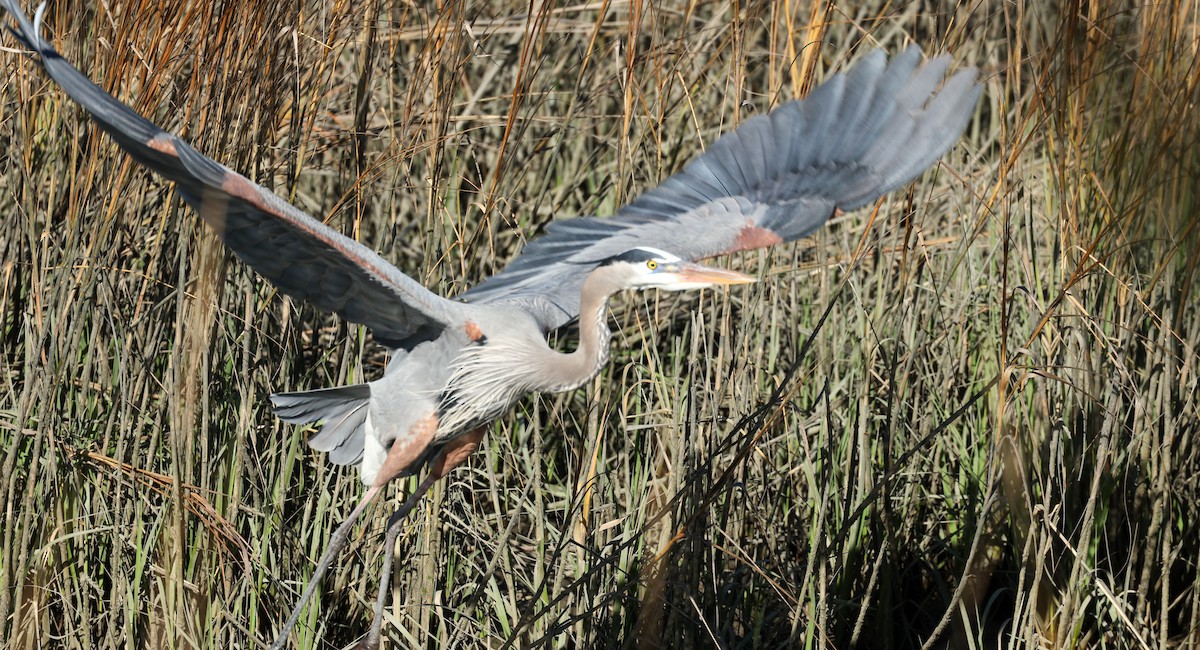 Большая голубая цапля - ML651121784