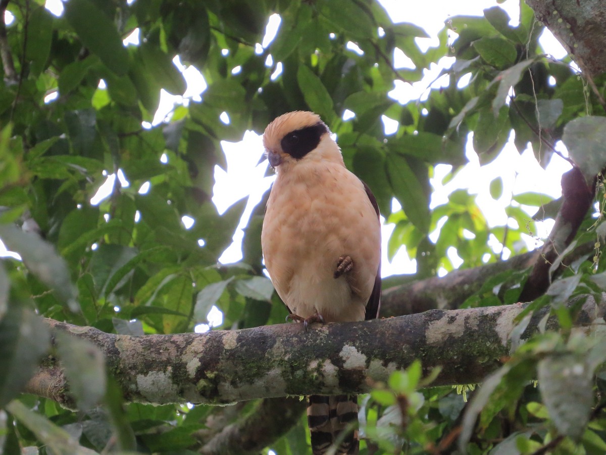 Laughing Falcon - ML651122043