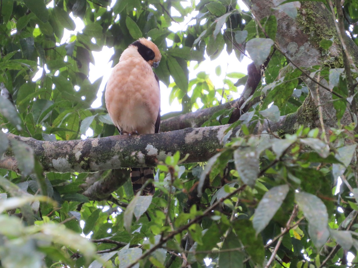 Laughing Falcon - ML651122044
