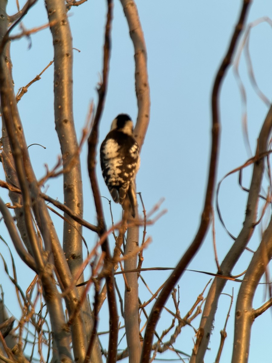 Дятел сіролобий - ML651122049