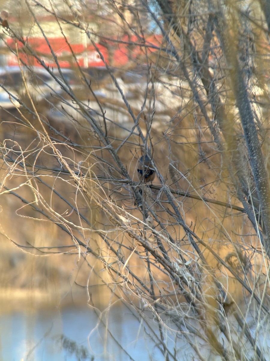 Сорокопуд довгохвостий - ML651122083