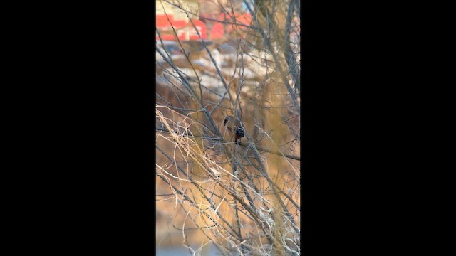 Long-tailed Shrike - ML651122084