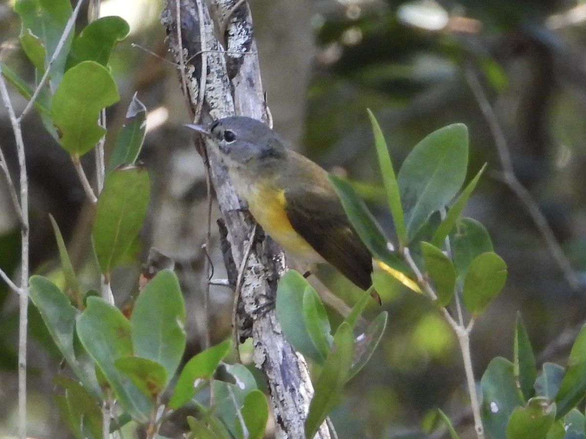 Горихвостковая древесница - ML651122216