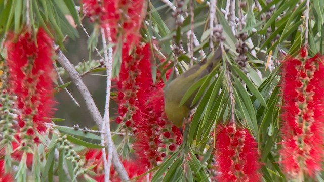 Swinhoe's White-eye - Zosterops simplex - Multimedia bilaketa ...