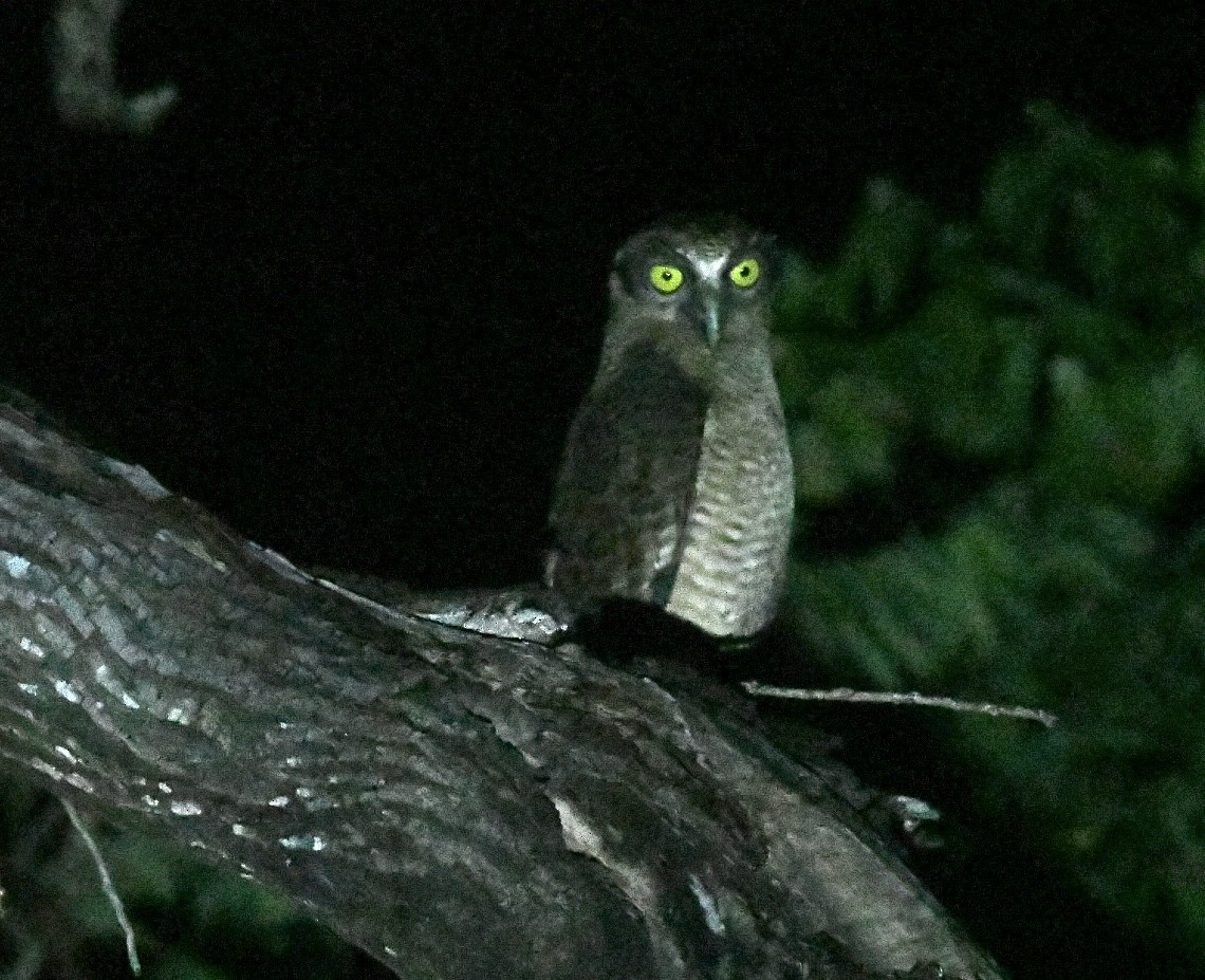Rufous Owl - ML651122502