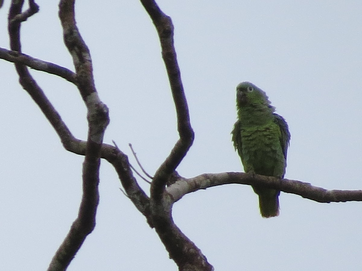 Mealy Amazon - ML651122568