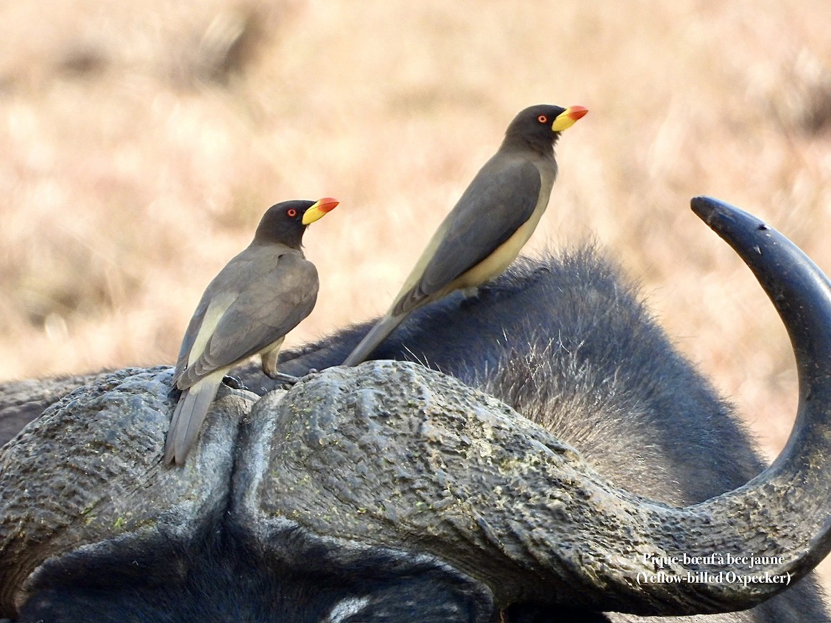 Yellow-billed Oxpecker - ML651122699