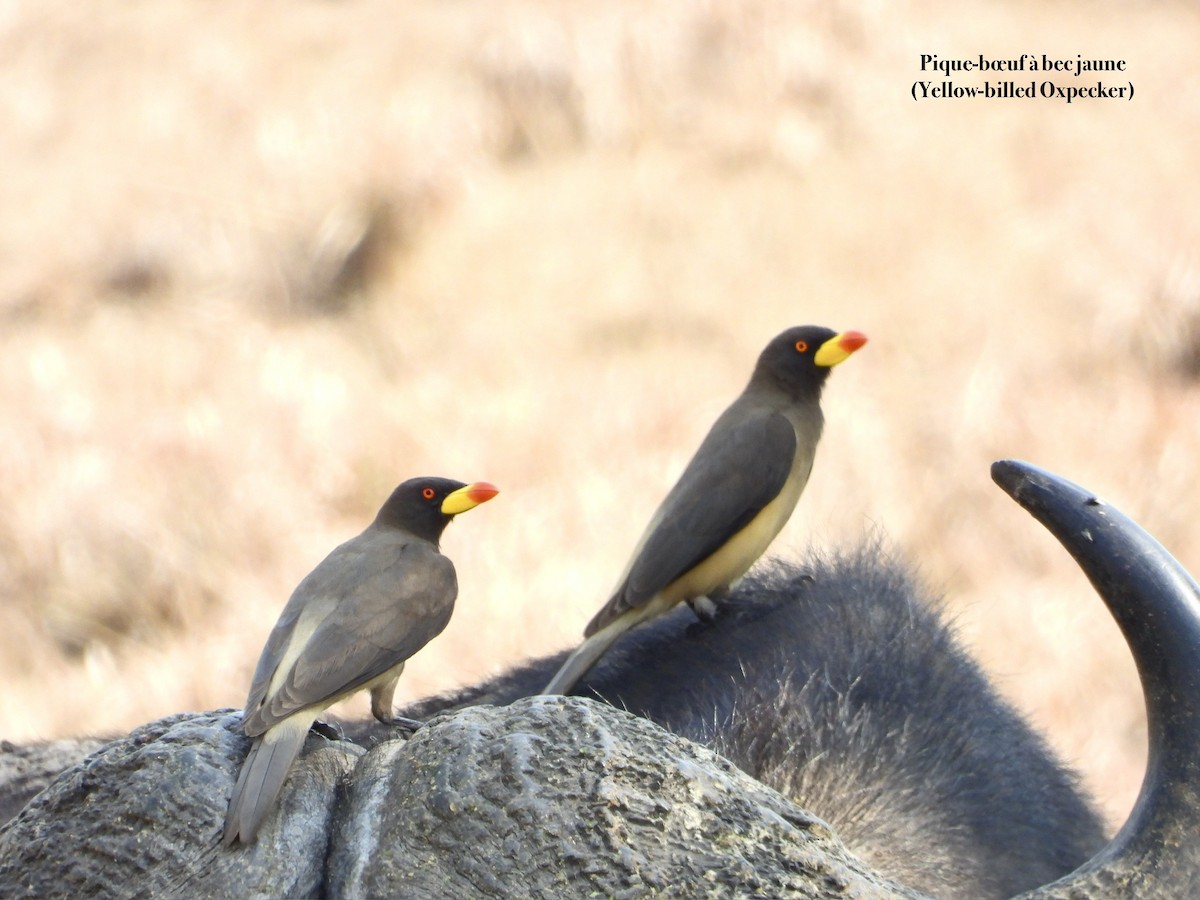 Yellow-billed Oxpecker - ML651122700